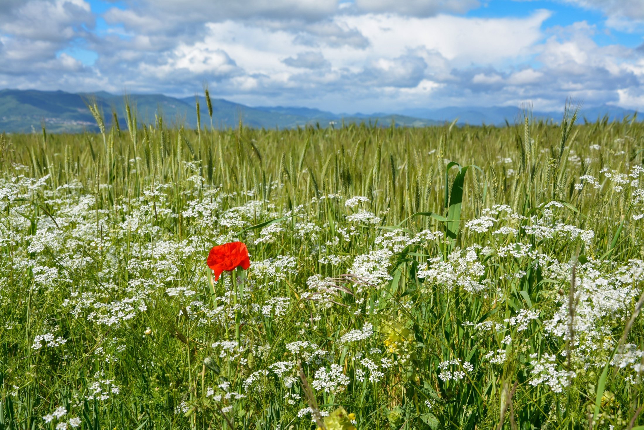 Spring flowers along the way