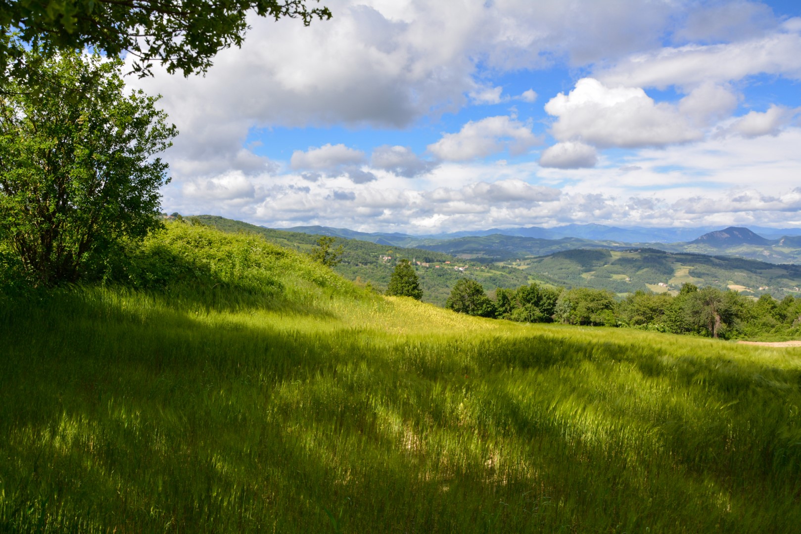 Meadow and Clouds