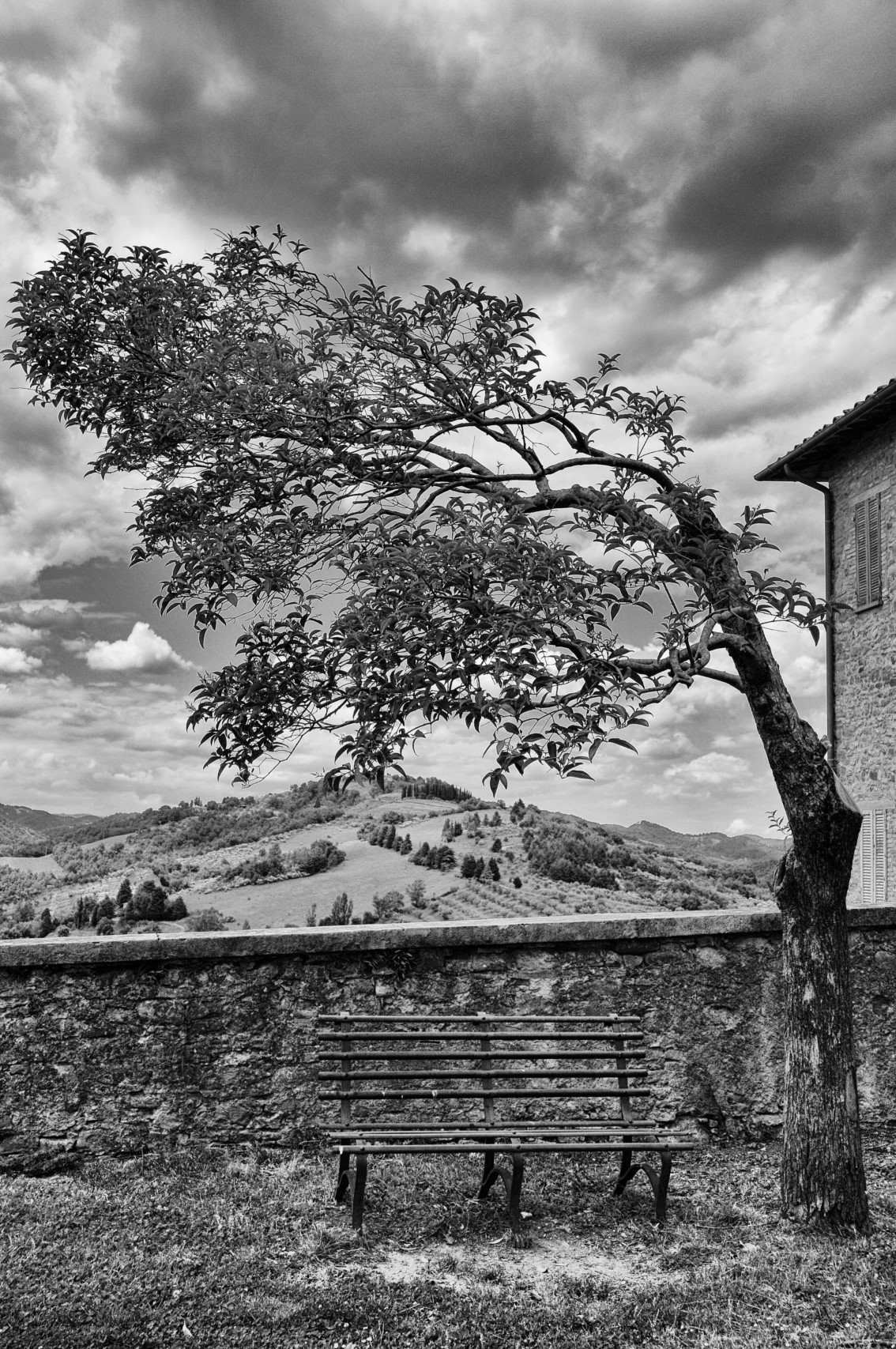 Baum in Montone, Umbrien