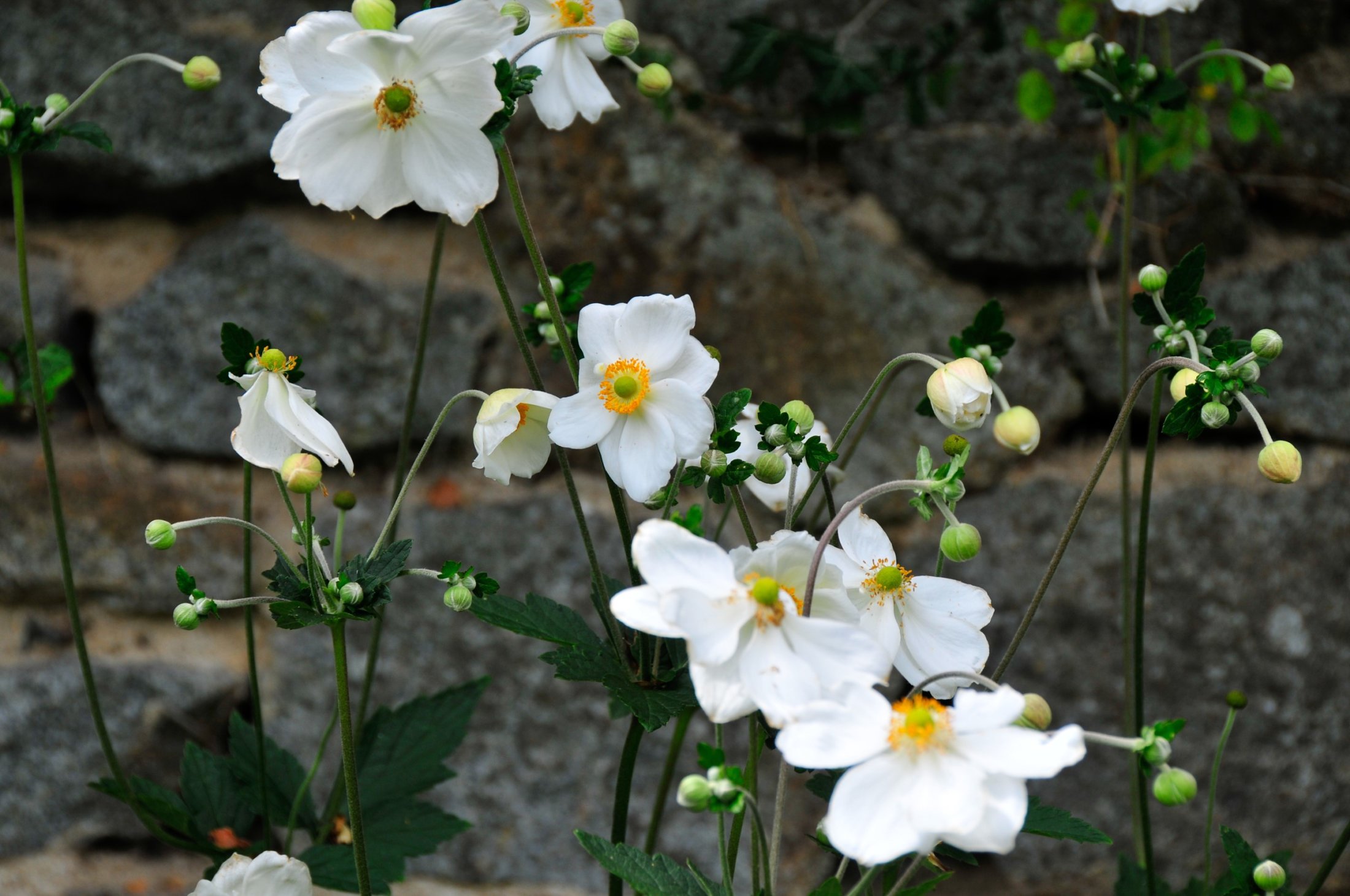 Garten der Bretagne