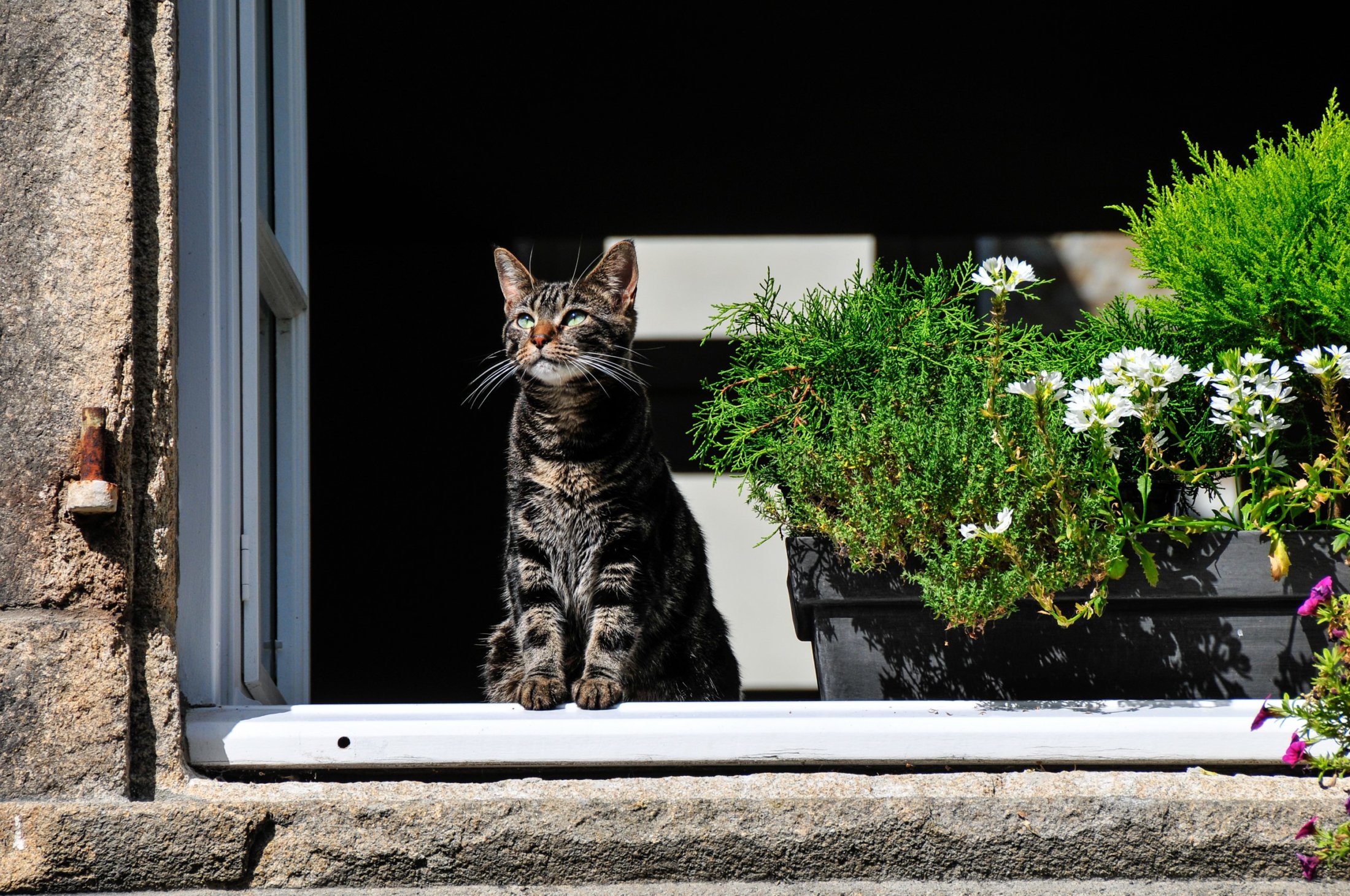 The inquisitive cat