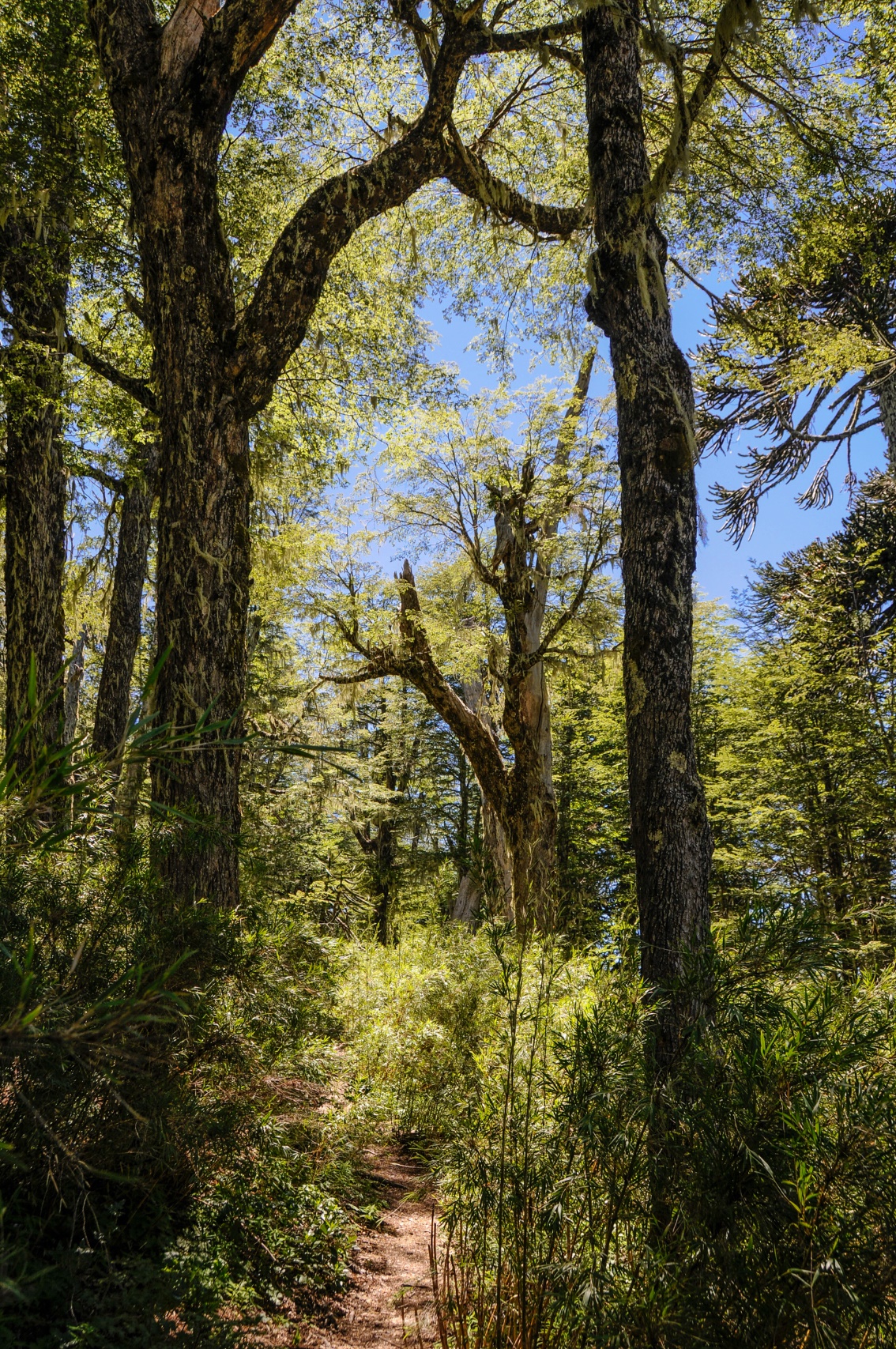 Lush Rain Forest in the P.N. Conguillio, Chile