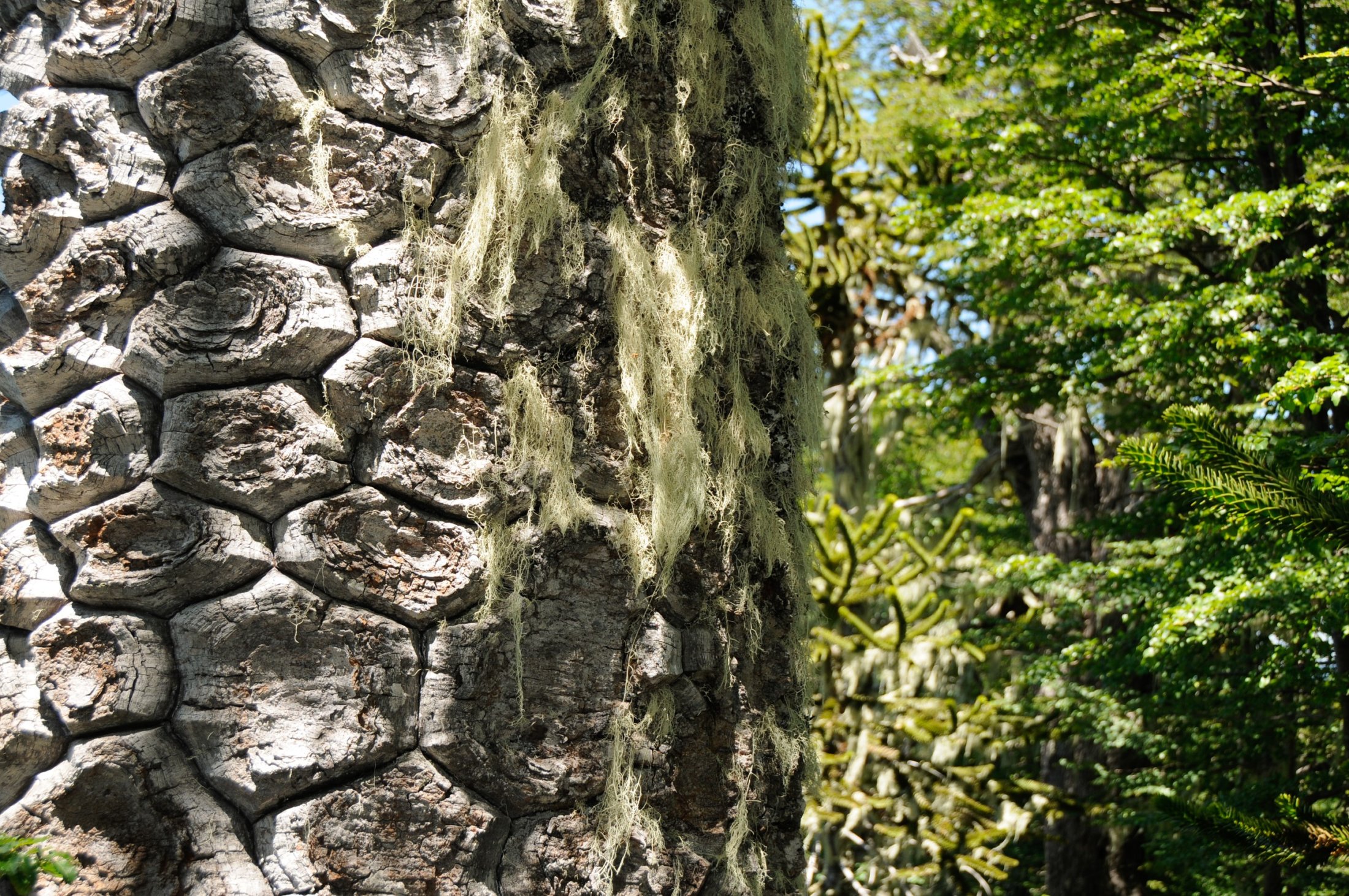 Bark of a Monkey Puzzle tree