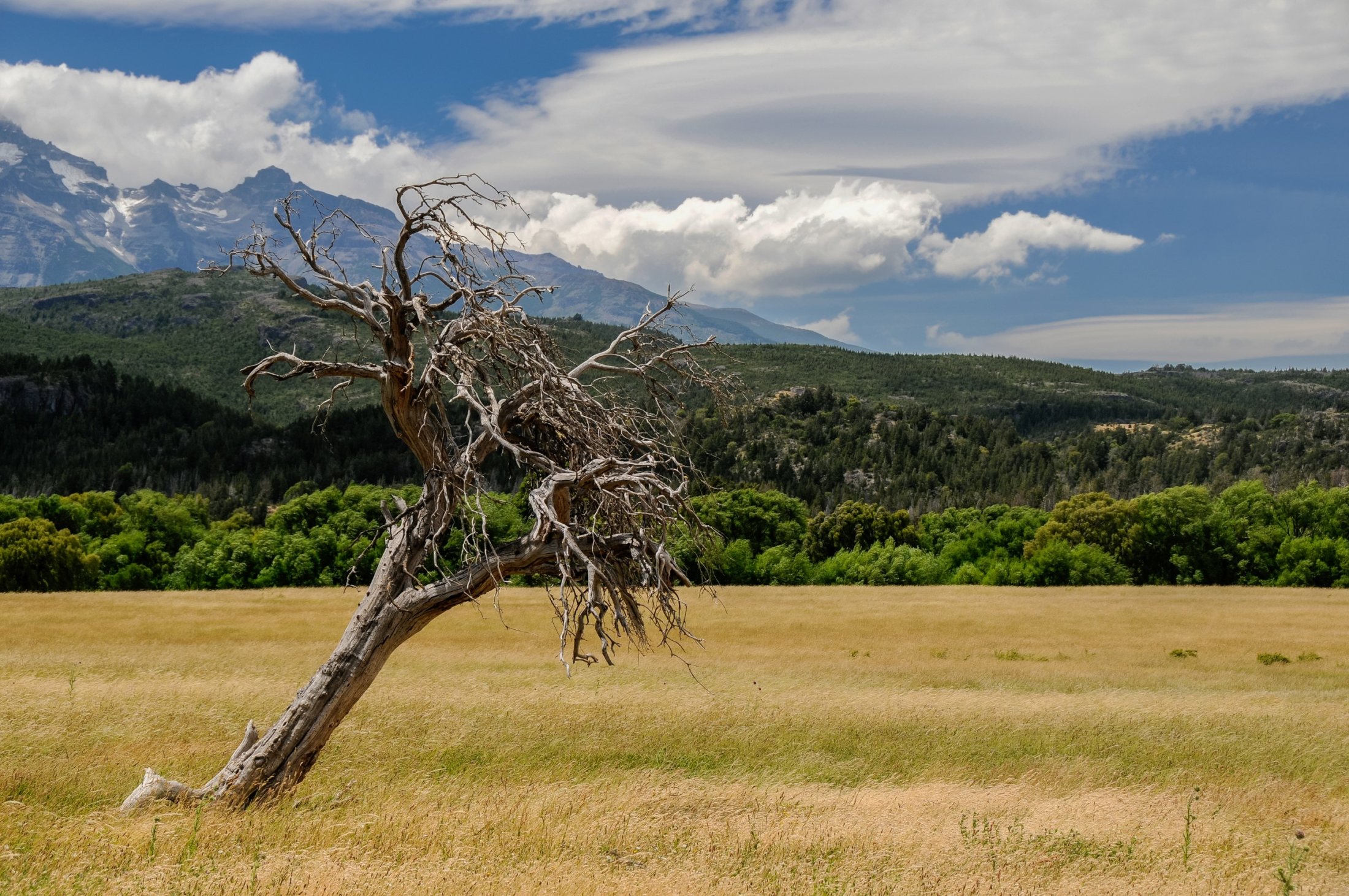 Dead tree with the Argentinan Andes in the background