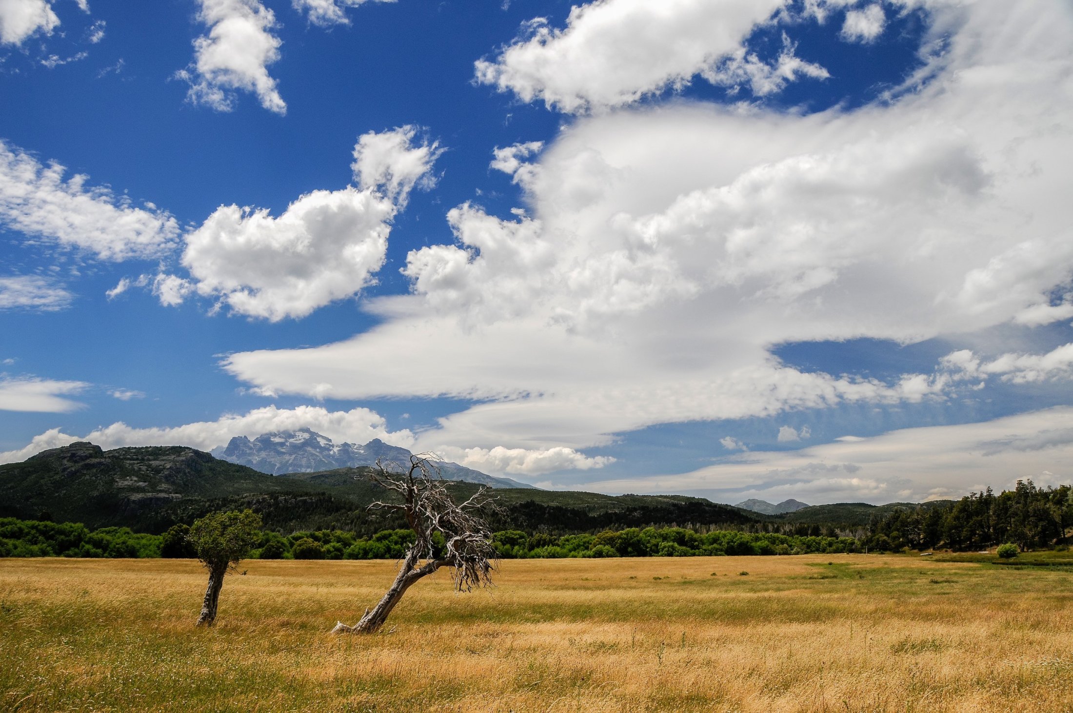 Dead trees with the Argentinan Andes in the background