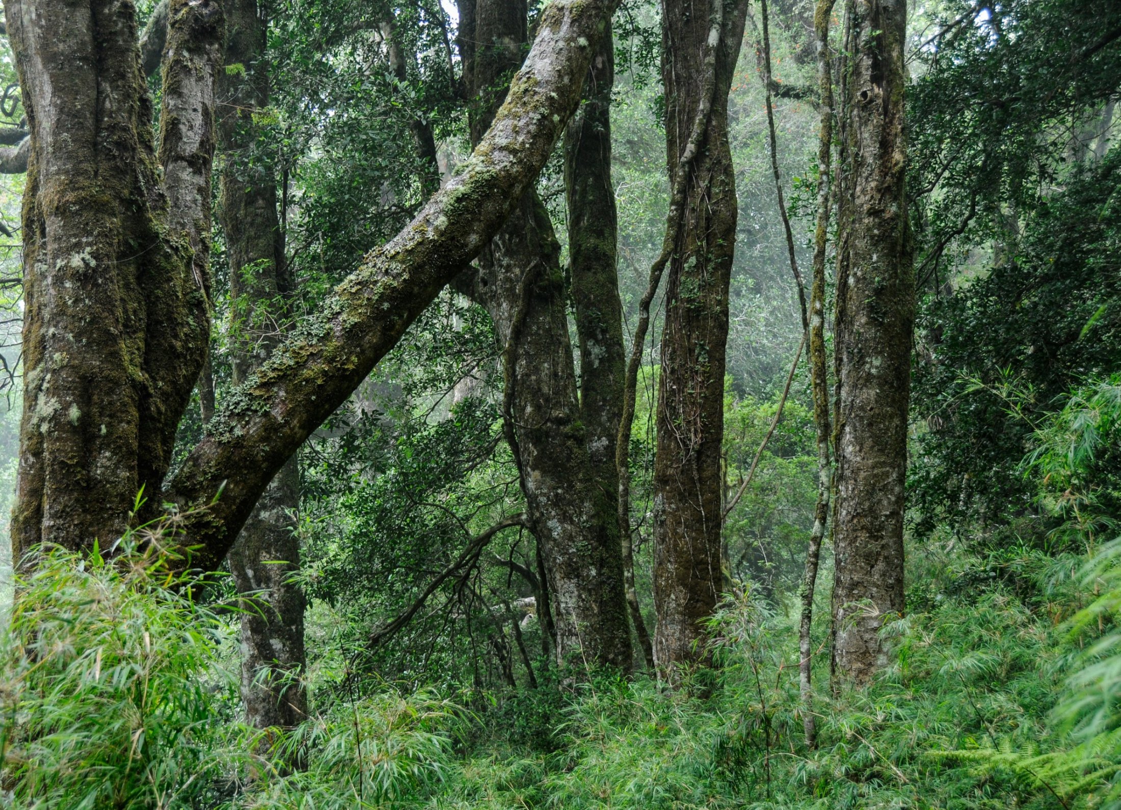 Rain Forest in Chile