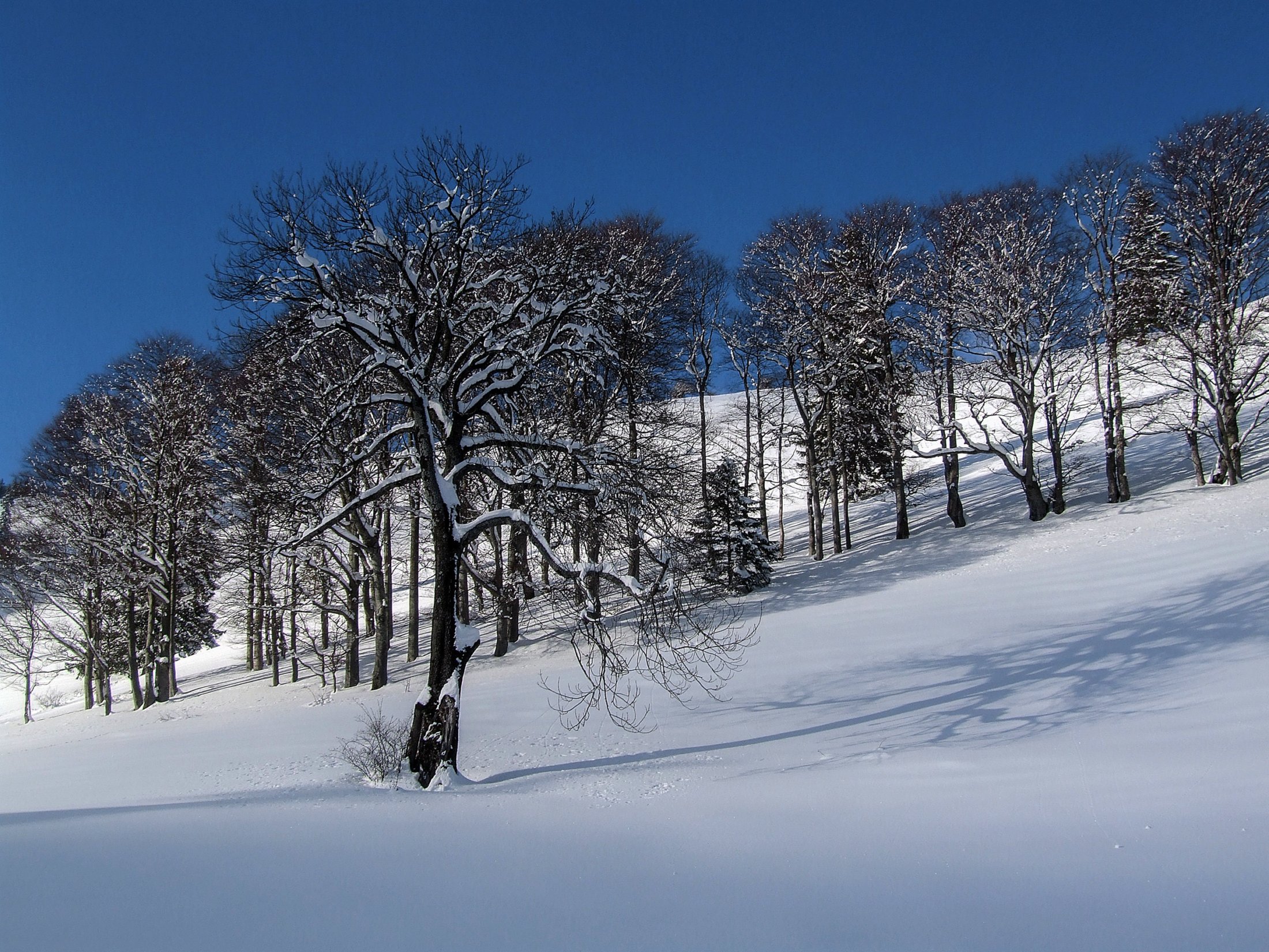Trees on the way to Geigelstein