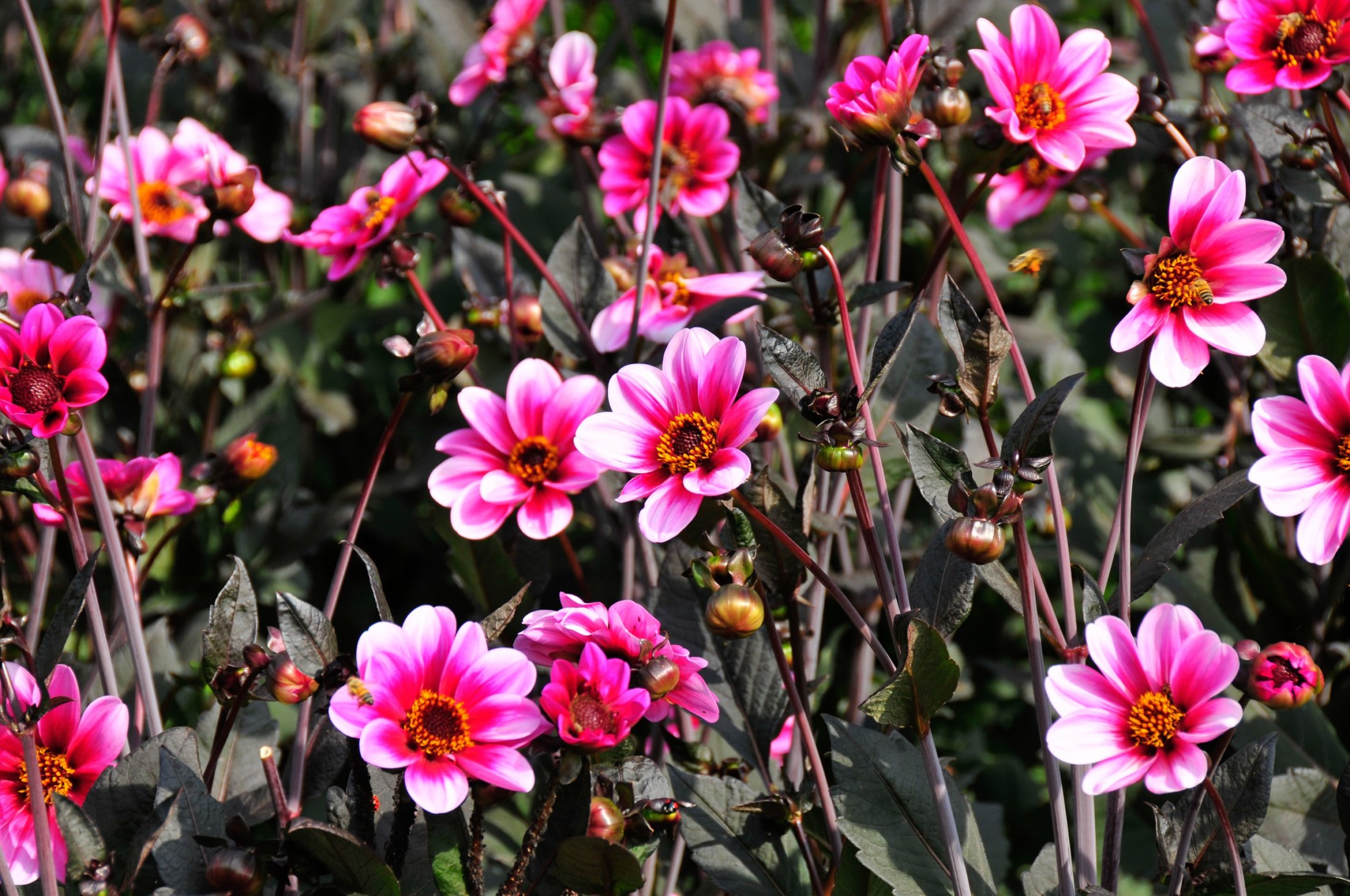 Blumen auf der Insel Mainau