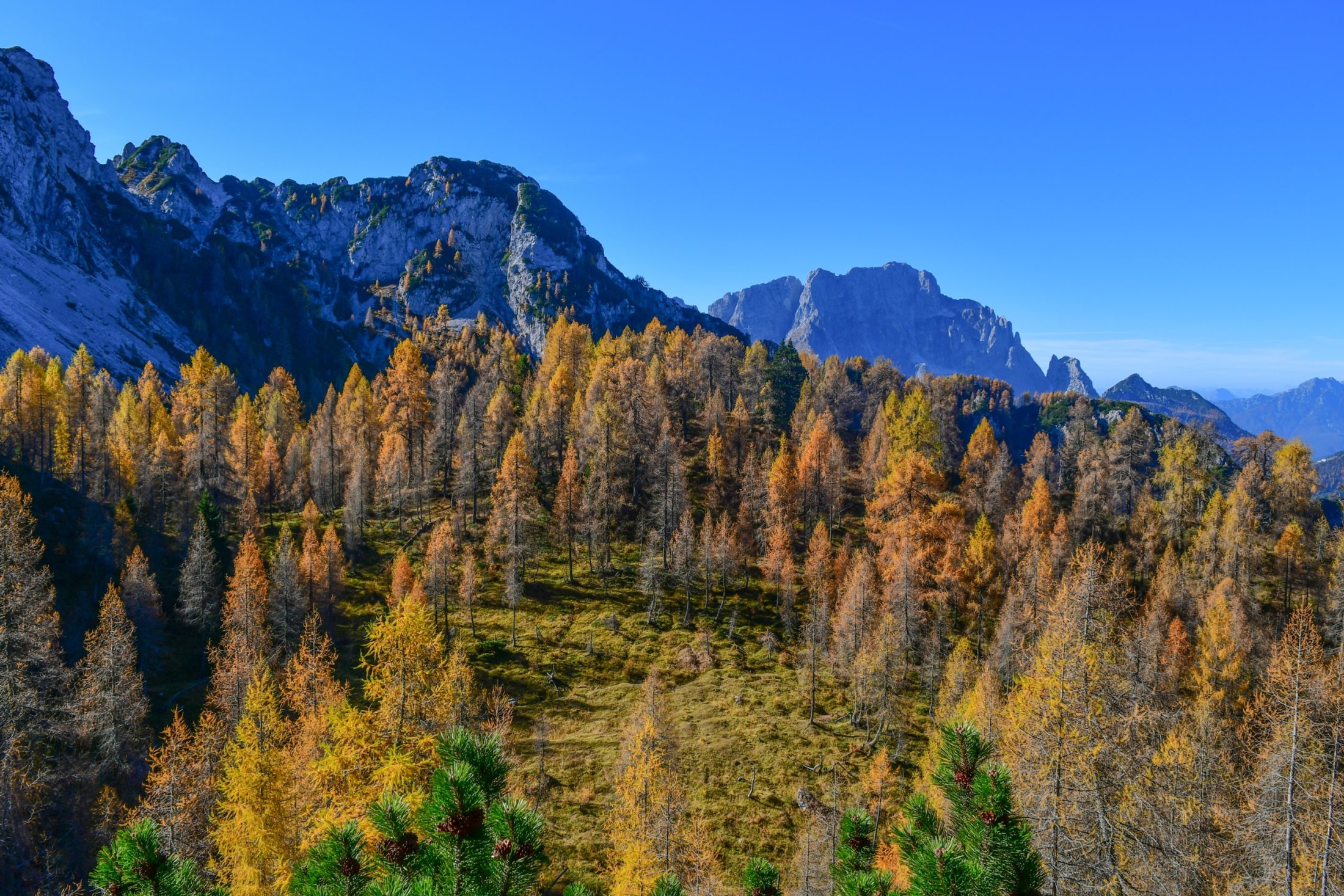 Wunderbarer Lärchenwald am Aufstiegsweg