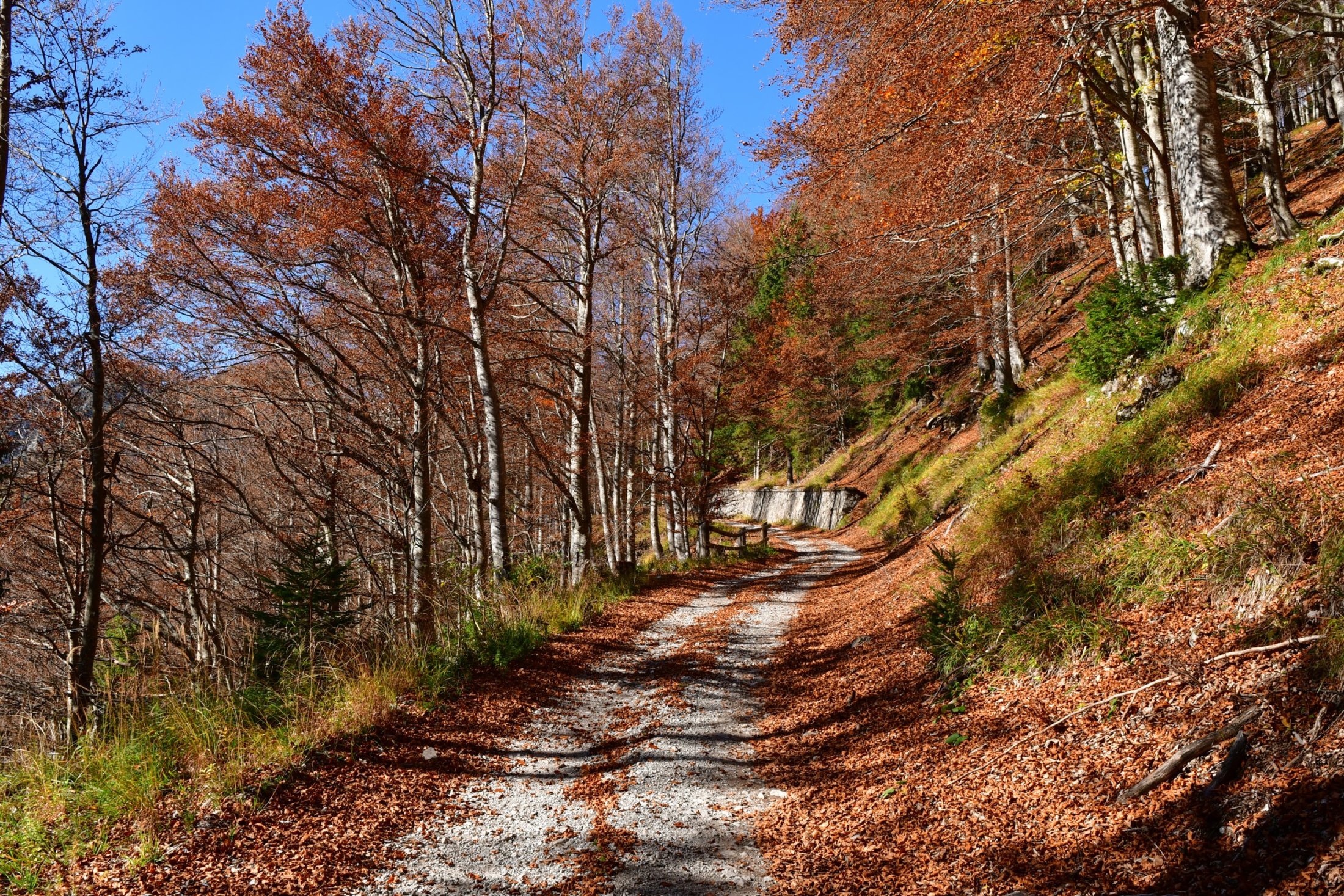 Abfahrt ins Val Saisera durch Buchenwald