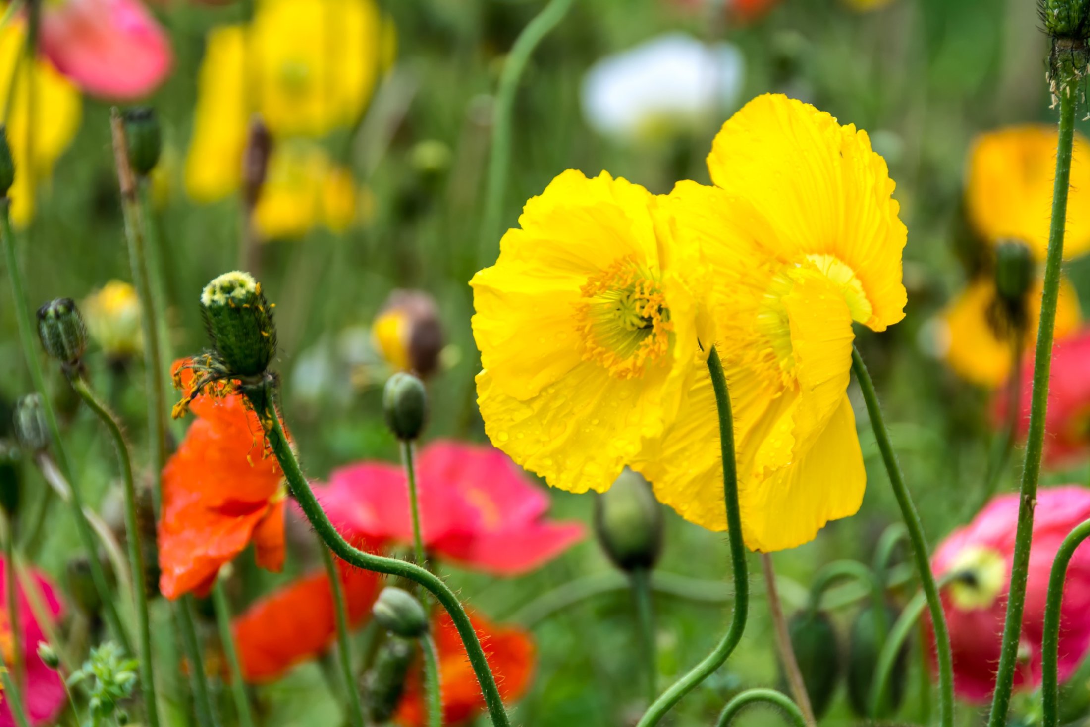 Mohnblumen in Arco