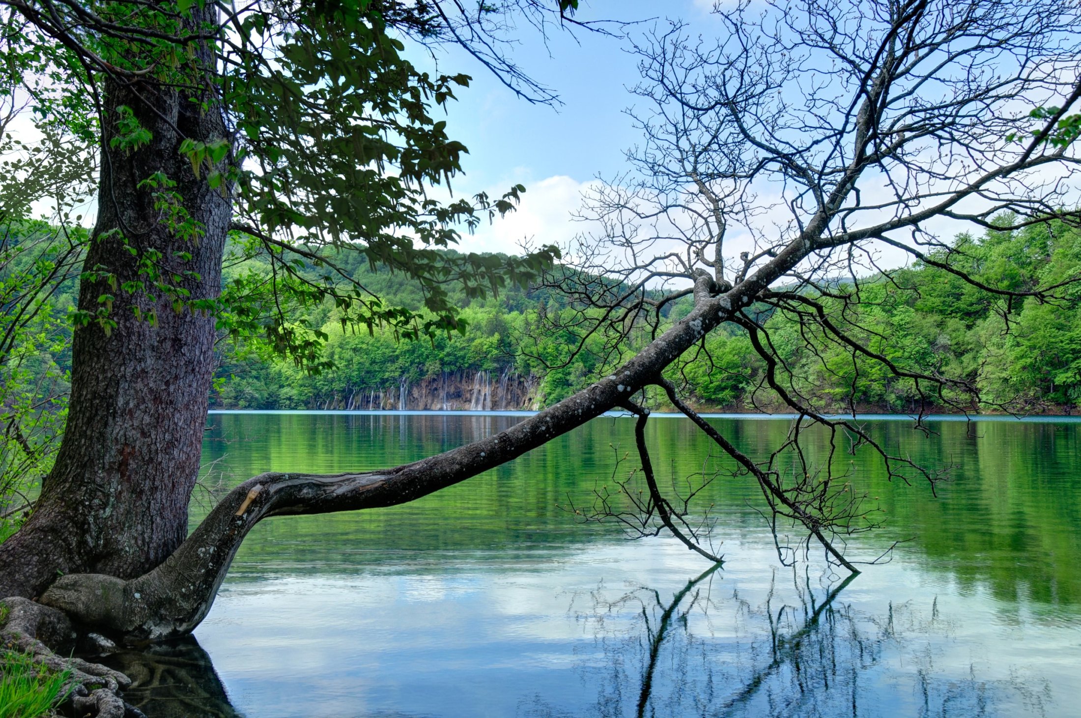 Tree and lake in Plitvice