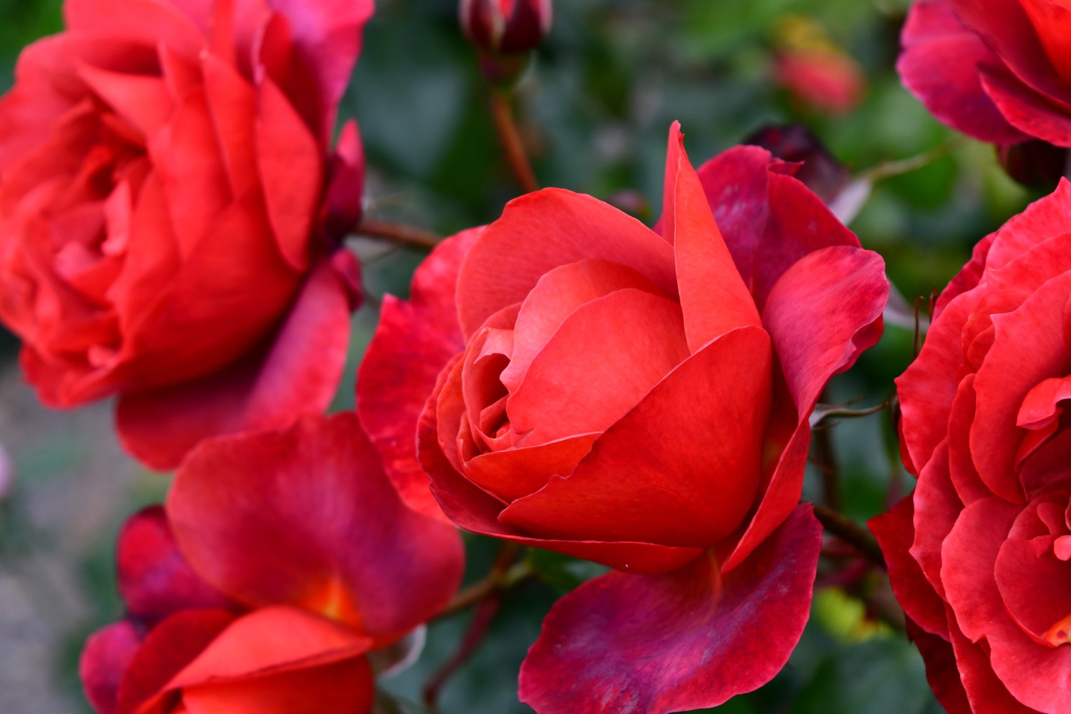 Rose in Madeira