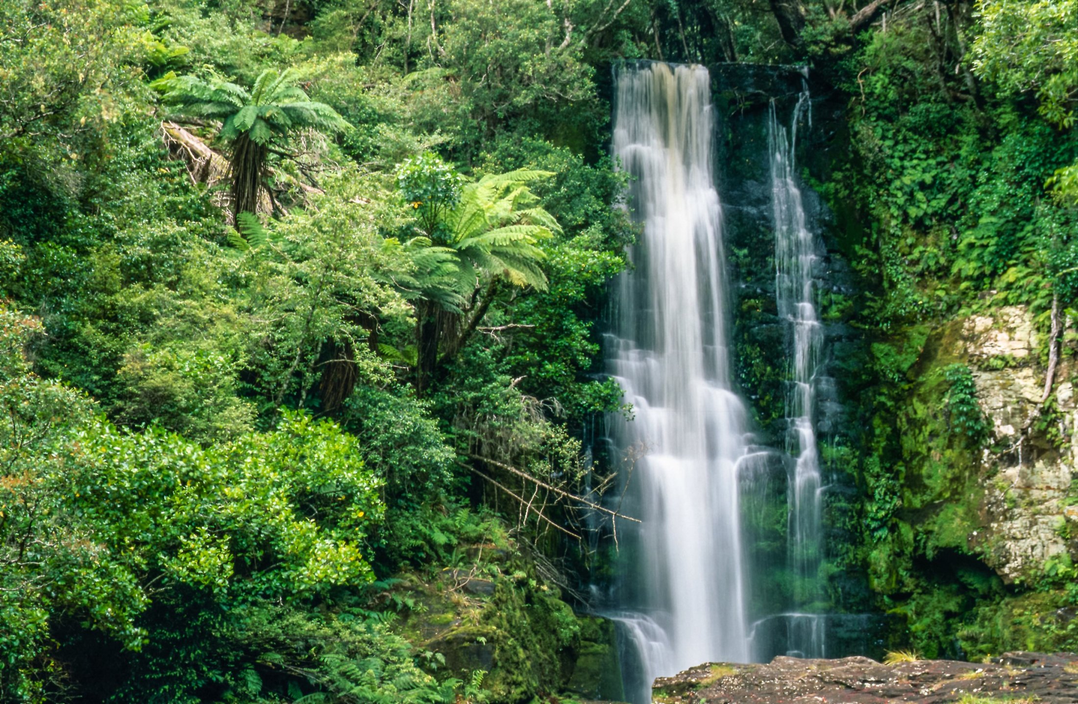 Waterfall in New Zealand Rain Forest