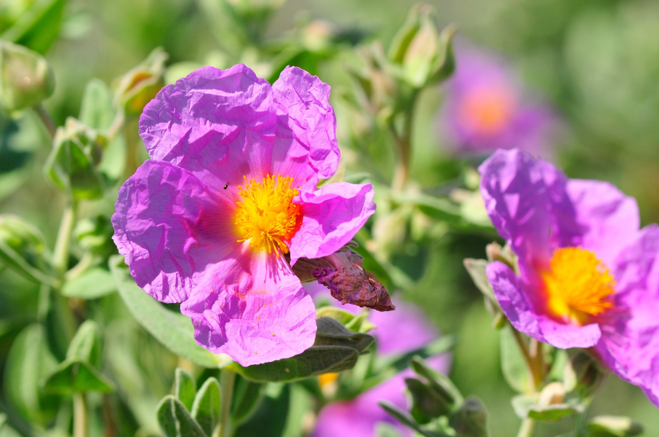 Blühende Zistrose in der Haute Provence