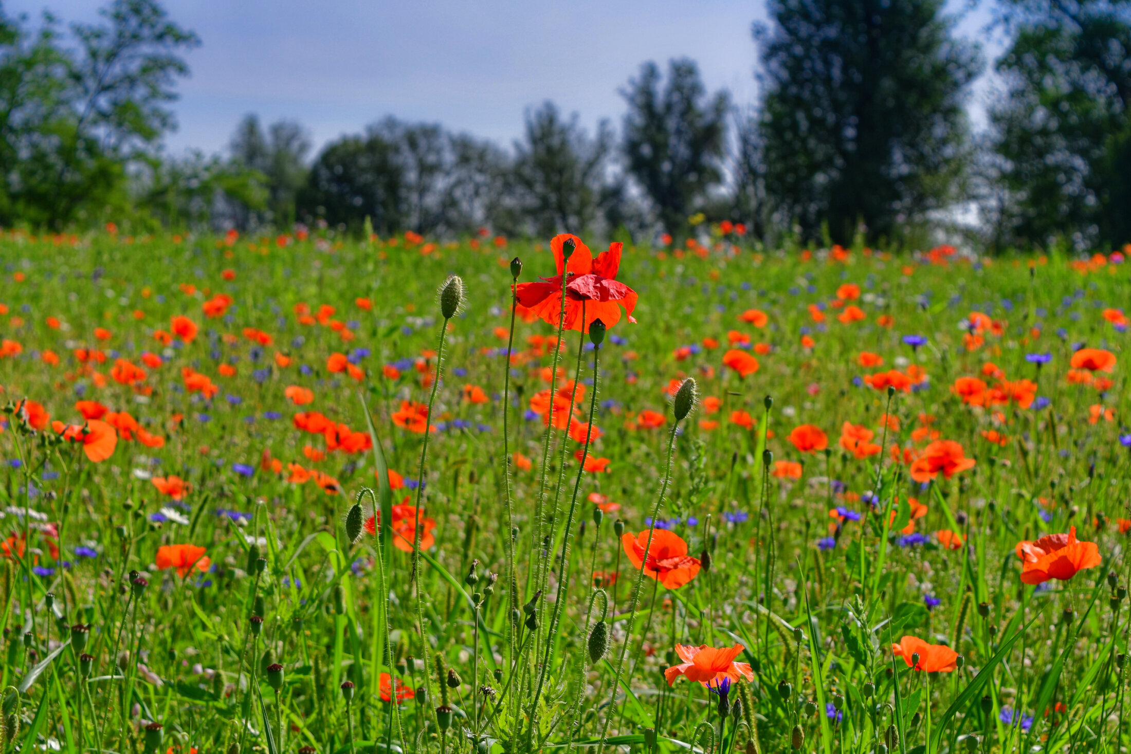 Mohnblumen auf einer Wiese