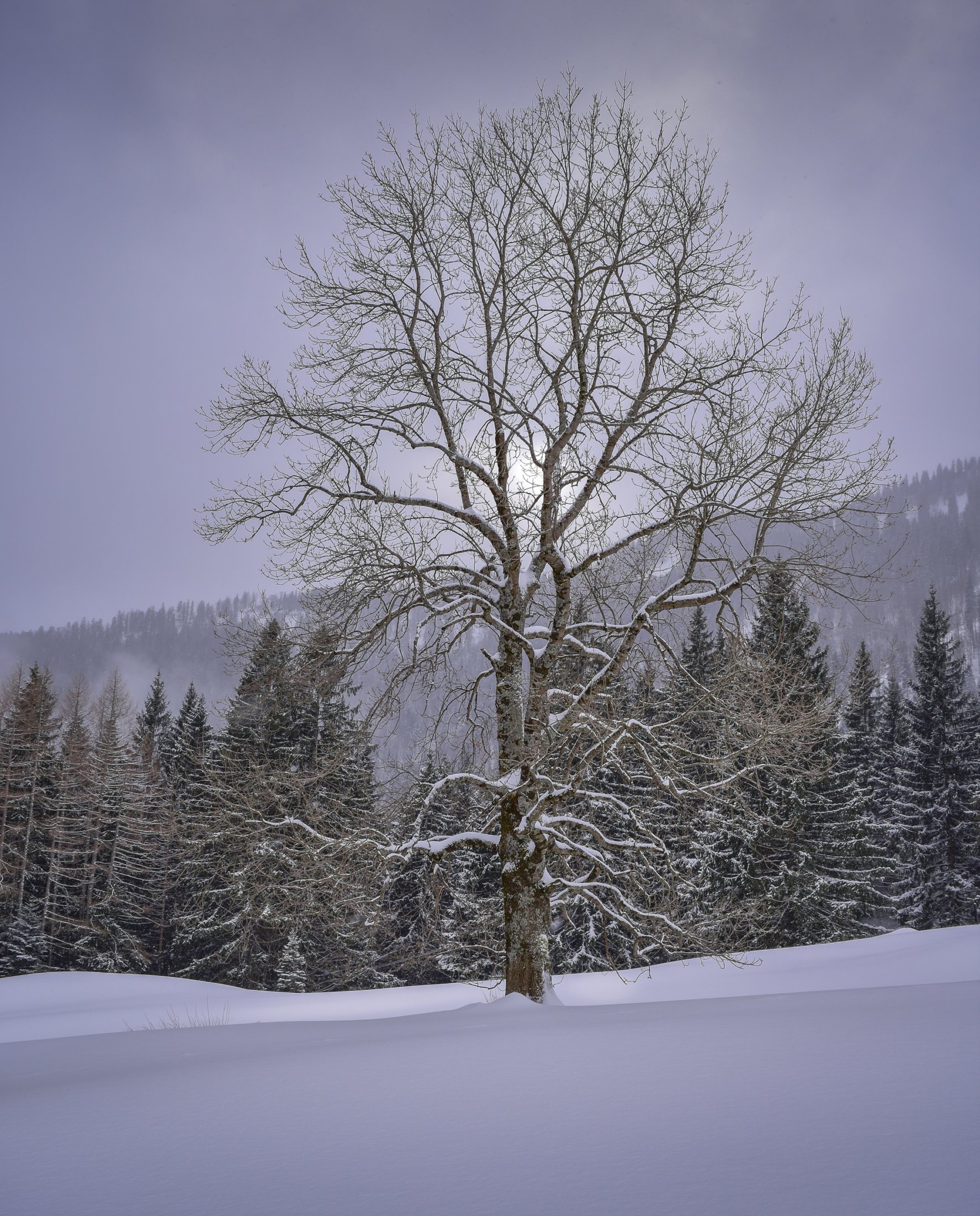 A Tree in Winter