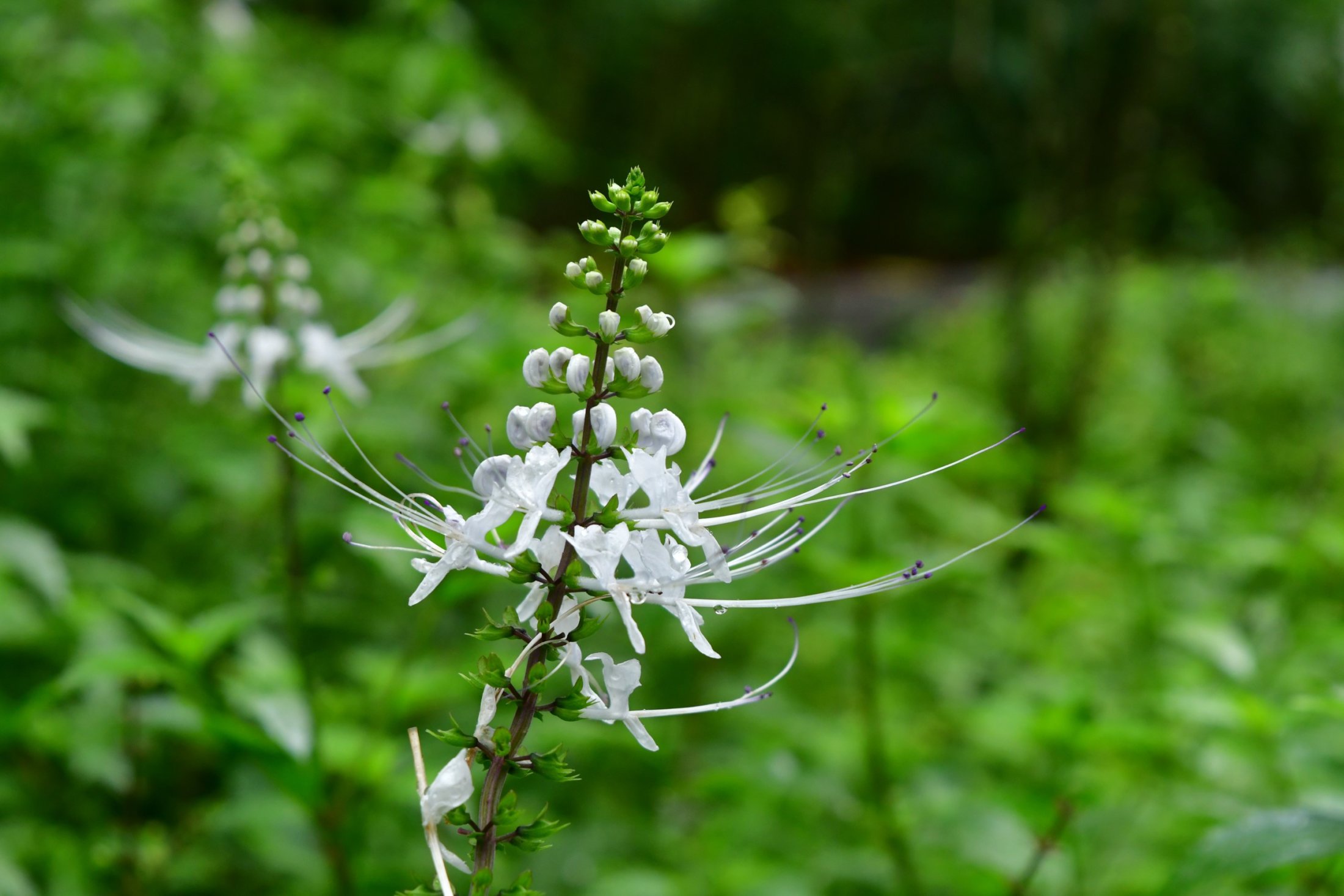 Botanischer Garten in Singapur