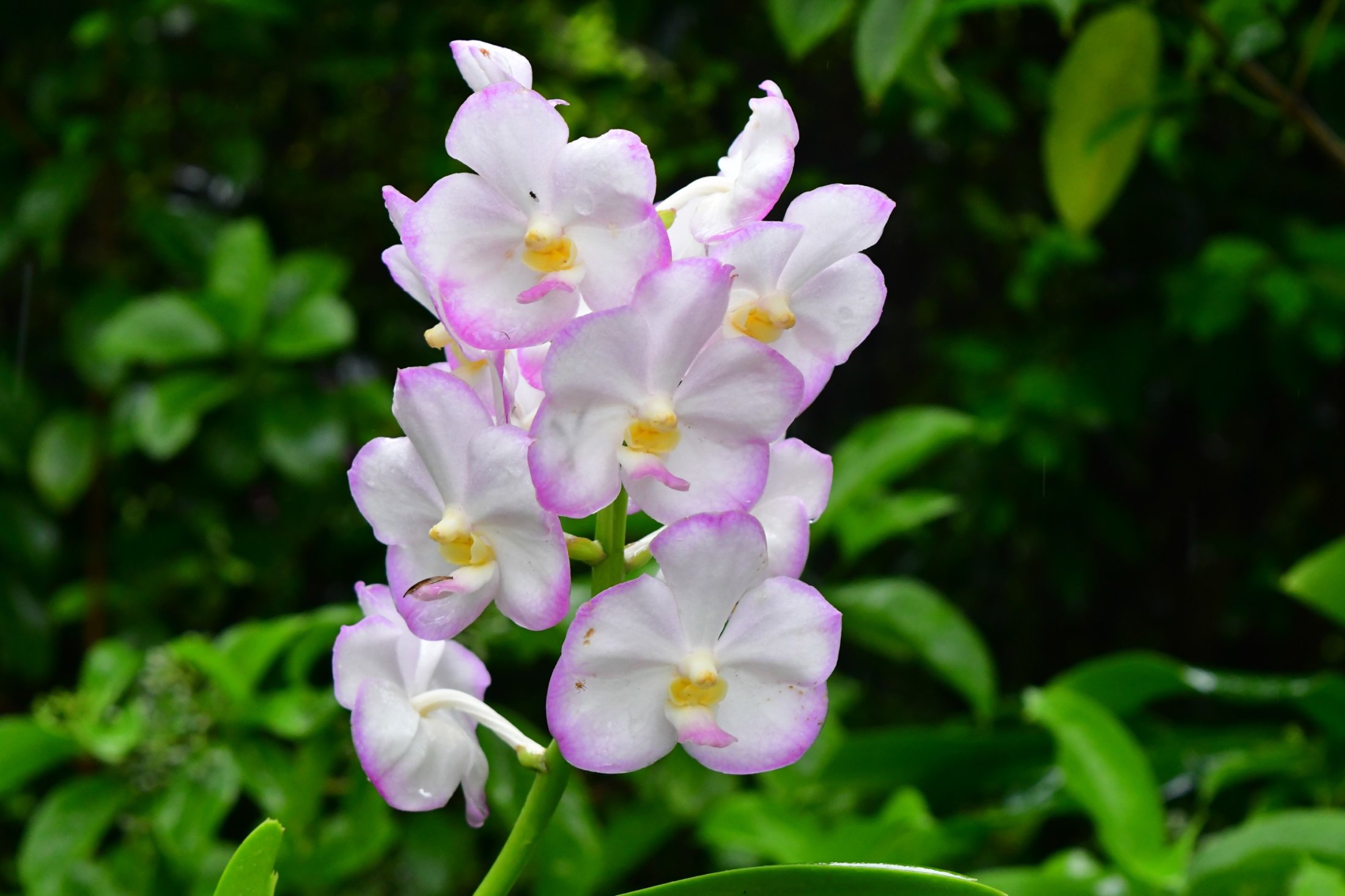 Botanischer Garten in Singapur