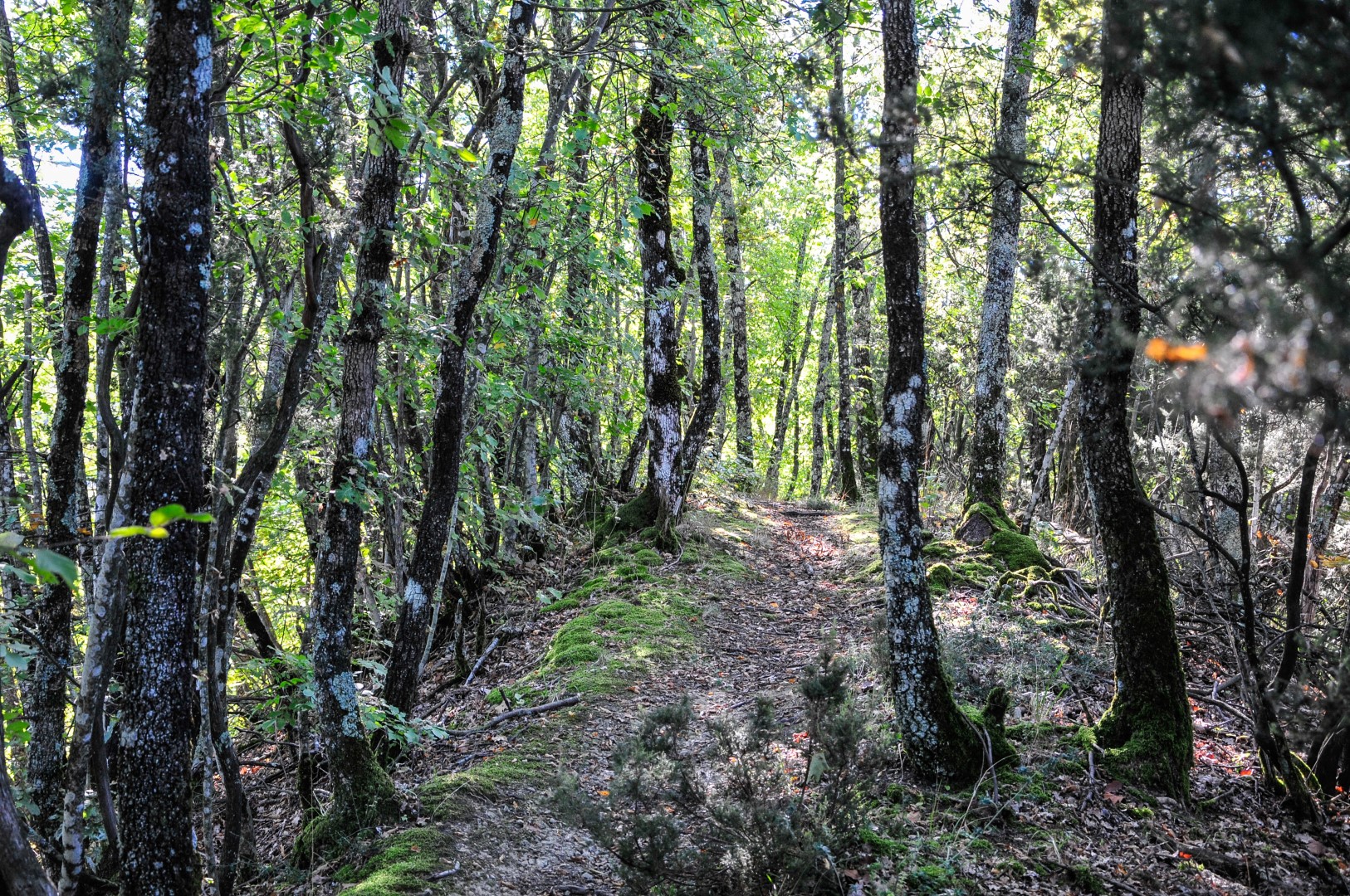 Via degli Dei von Bologna nach Florenz