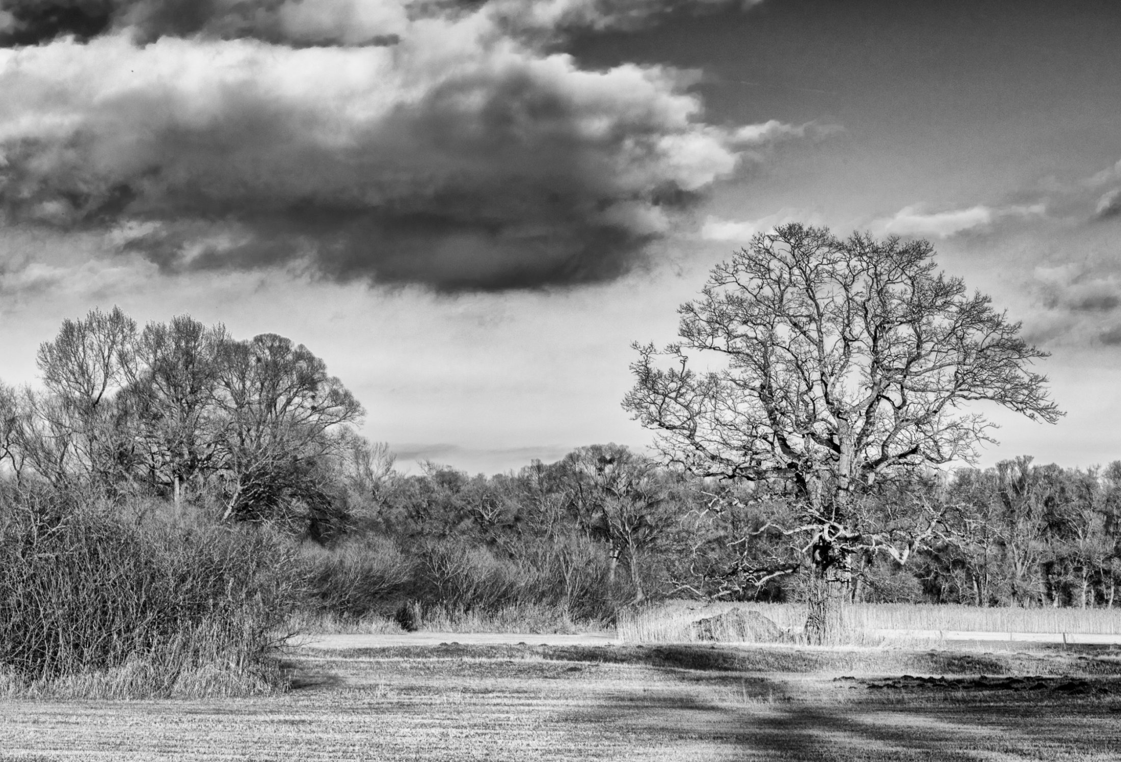 Oaks and Clouds