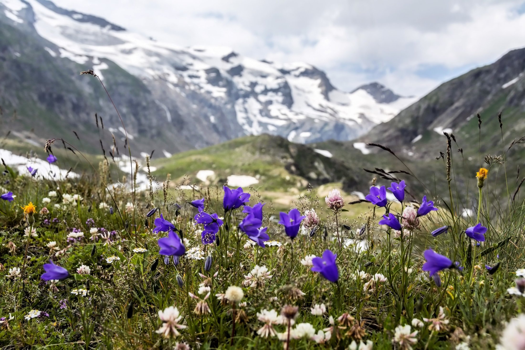 Flowers in front of glaciers