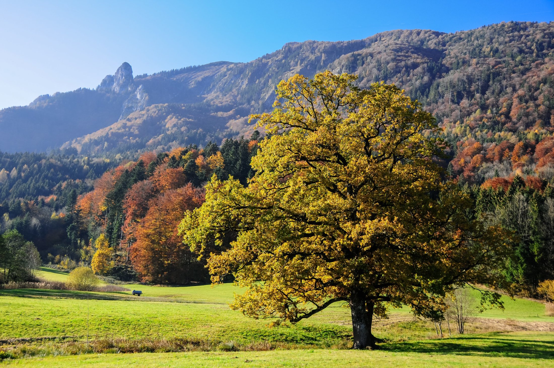 Autumn Oak in Achental