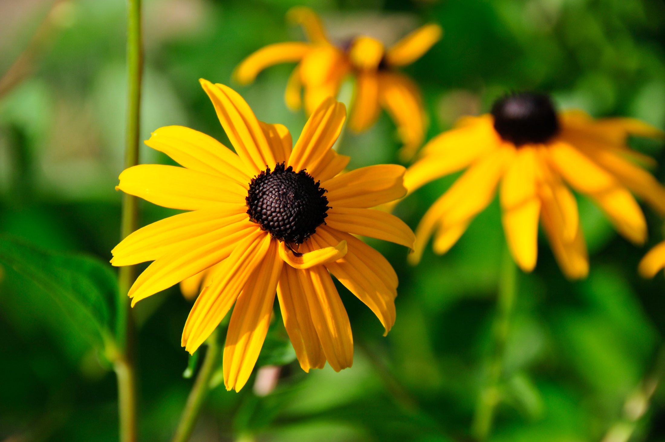 Rudbeckia auf der Insel Mainau