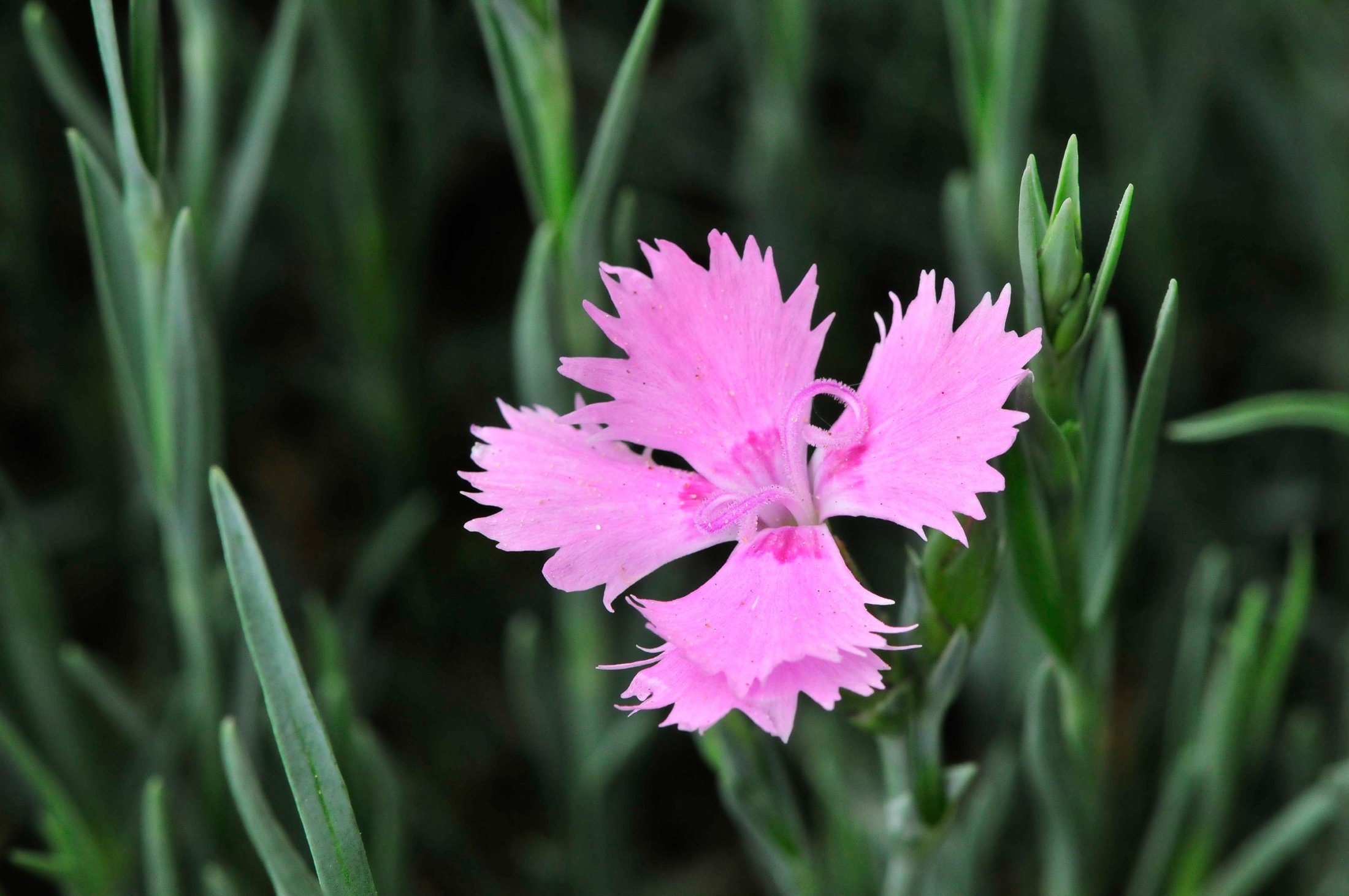 Nelke im eigenen Garten