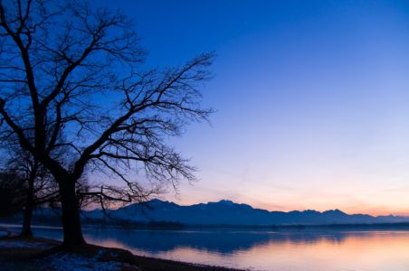 Willow tree in winter at the shore of lake chiemsee