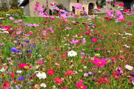 Blumenwiese im französichen Jura