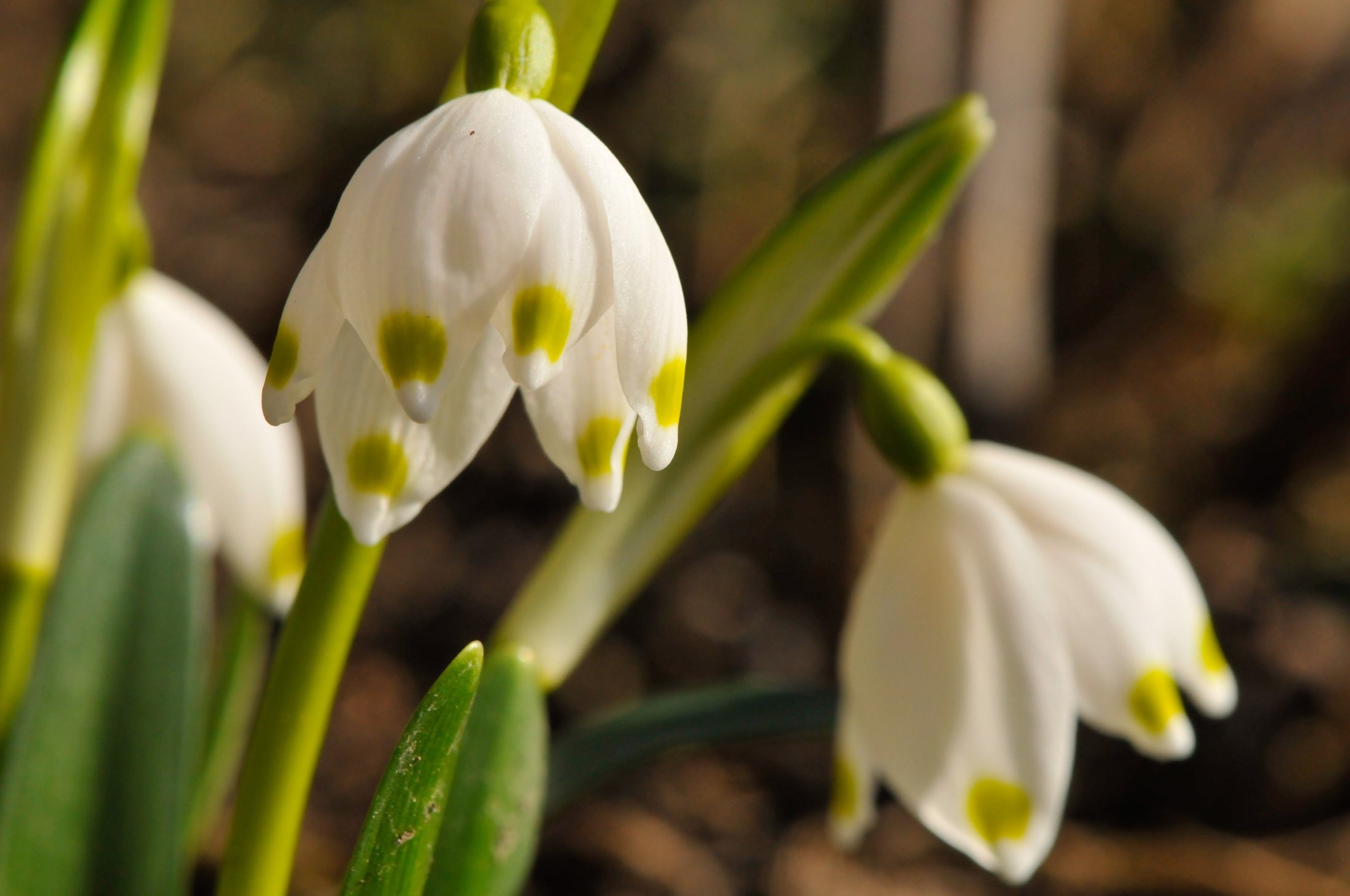 Maiglöckchen im eigenen Garten