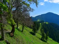 Weg nach der Piesenhausnerhochalm