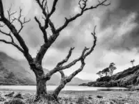 Toter Baum am Doo Lough