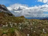Krokusblüte am Gipfel des Monte San Simeone