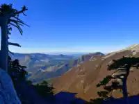 Kiefern beim Aufstieg auf den Monte Pollino